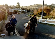 19th Jun 2012 - Walking the Horse!