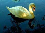 19th Jun 2012 - Swan 