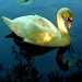 Swan  by tonygig
