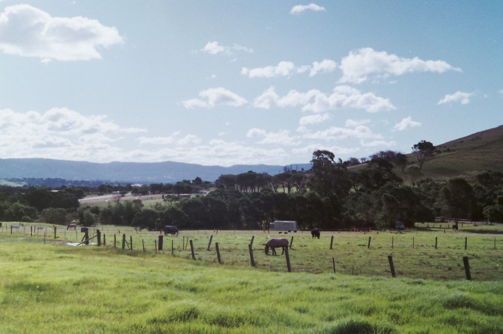 Out in the paddocks by peterdegraaff