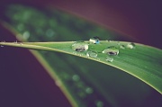 17th Jun 2012 - droplets