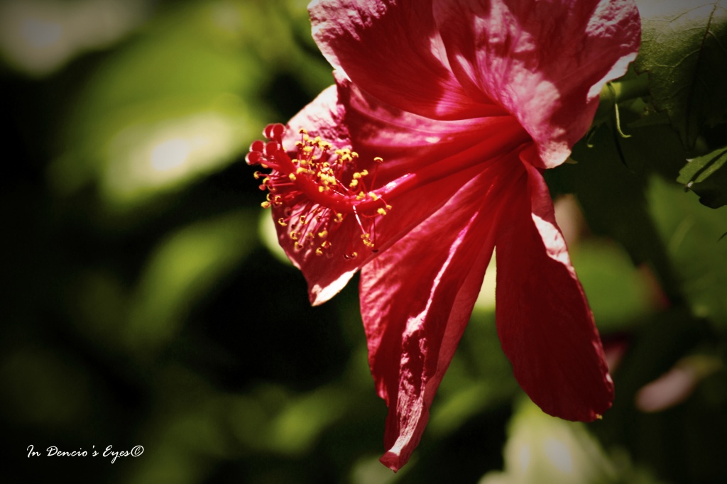 Hibiscus Rosa-Sinensis by iamdencio