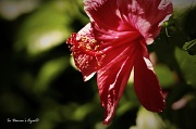 19th Jun 2012 - Hibiscus Rosa-Sinensis