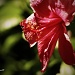 Hibiscus Rosa-Sinensis by iamdencio