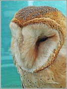 19th Jun 2012 - Barn Owl