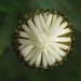 emerging daisy by mariadarby