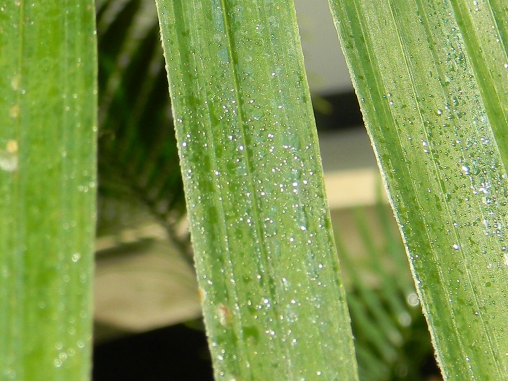 Close-up of Plant 6.18.12 by sfeldphotos