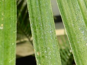 18th Jun 2012 - Close-up of Plant 6.18.12