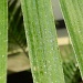 Close-up of Plant 6.18.12 by sfeldphotos