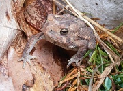 18th Jun 2012 - Mr. Toad