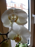 11th Jun 2012 - Orchid