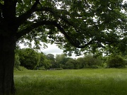18th Jun 2012 - Tooting Common