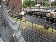 11th Jun 2012 - Love Locks in Tampere - Lemmenlukkoja 
