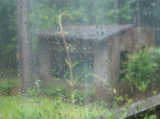 19th Jun 2012 - Soggy screen house... Best viewed large if you will.