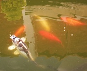 19th Jun 2012 - Not a goldfish