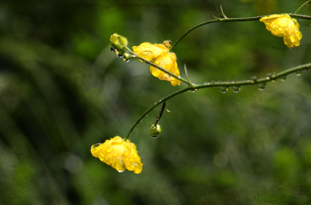 Yellow Buttercups in the Rain by jgpittenger