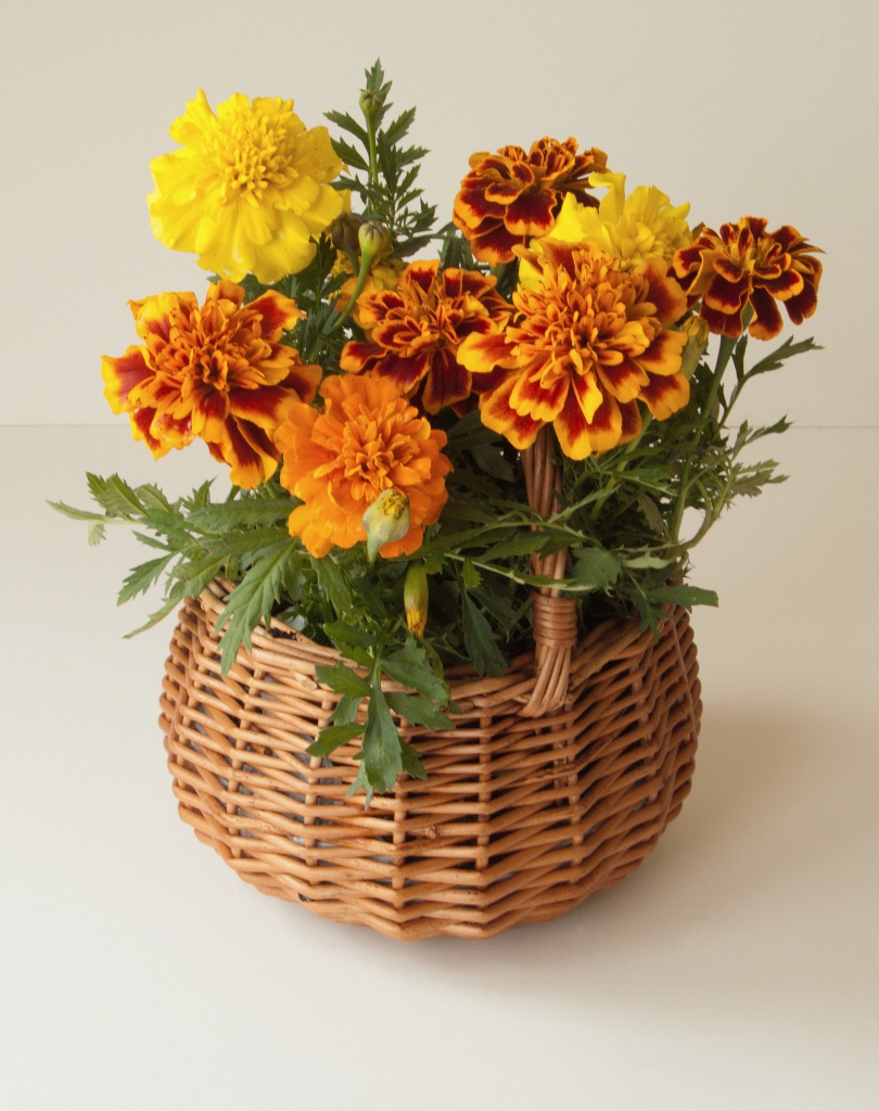 Marigold basket by dulciknit