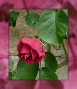 19th Jun 2012 - Pitmedden rose