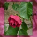 Pitmedden rose by sarah19