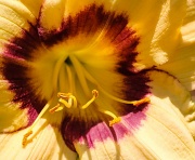 19th Jun 2012 - Consider the Lilies