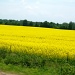Mustard fields as far as the eye can see by bruni