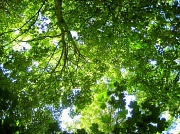 19th Jun 2012 - Beneath the Leafy Canopy