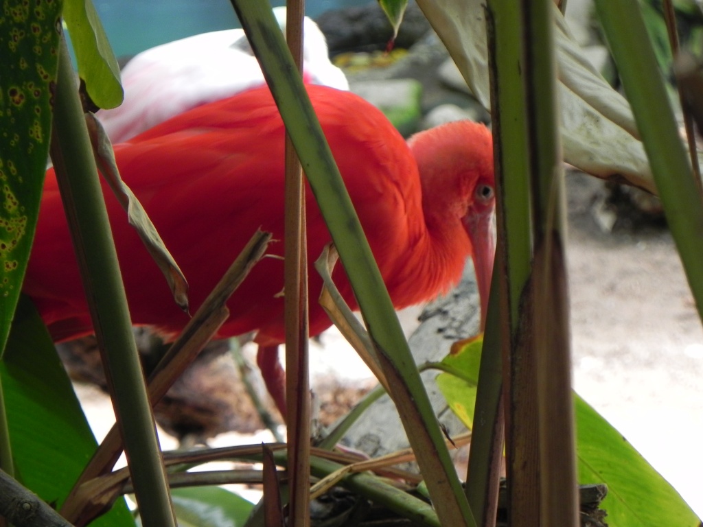 Scarlet Ibis  by mej2011