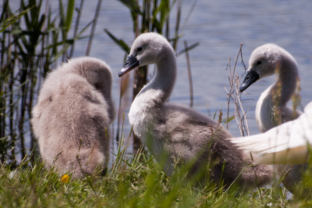 Mute Swan Chicks by natsnell