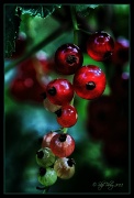 19th Jun 2012 - Currant Berries