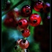 Currant Berries by skipt07
