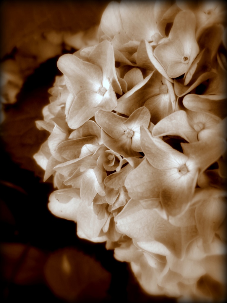 Toasted Hydrangea by calm
