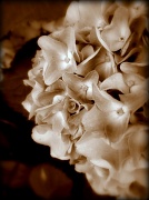 19th Jun 2012 - Toasted Hydrangea