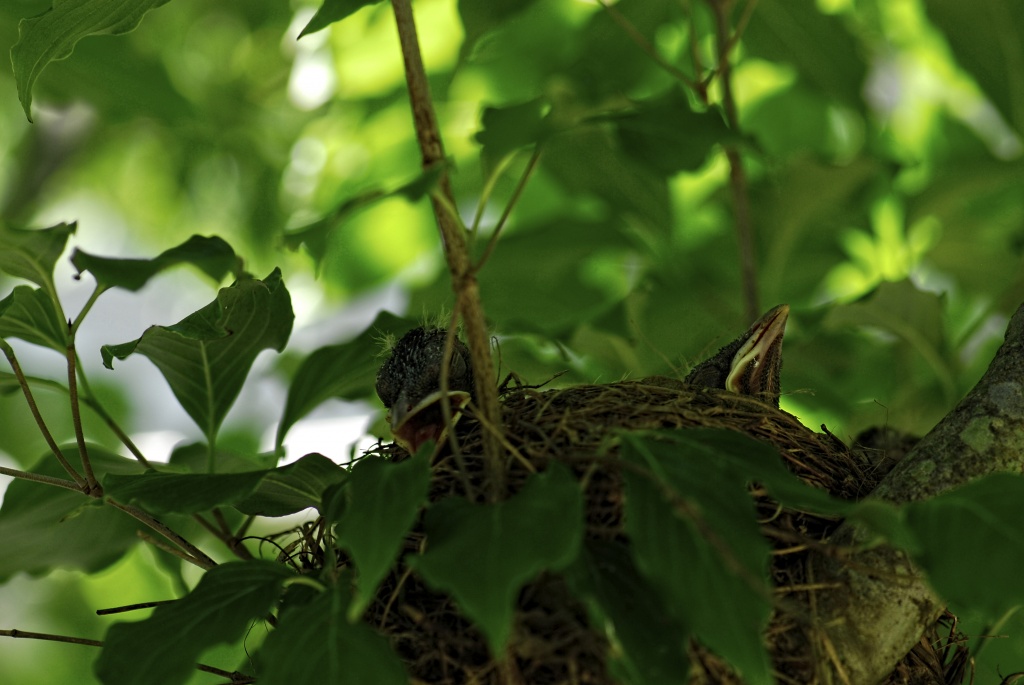 Mother's Love by lstasel