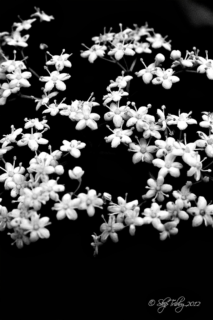 Elderberry Blossoms by skipt07