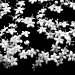 Elderberry Blossoms by skipt07