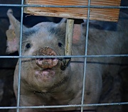 19th Jun 2012 - Ugly Pig OR Meet my Neighbor!!