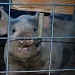 Ugly Pig OR Meet my Neighbor!! by myhrhelper