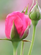 2nd Jun 2012 - A Rose