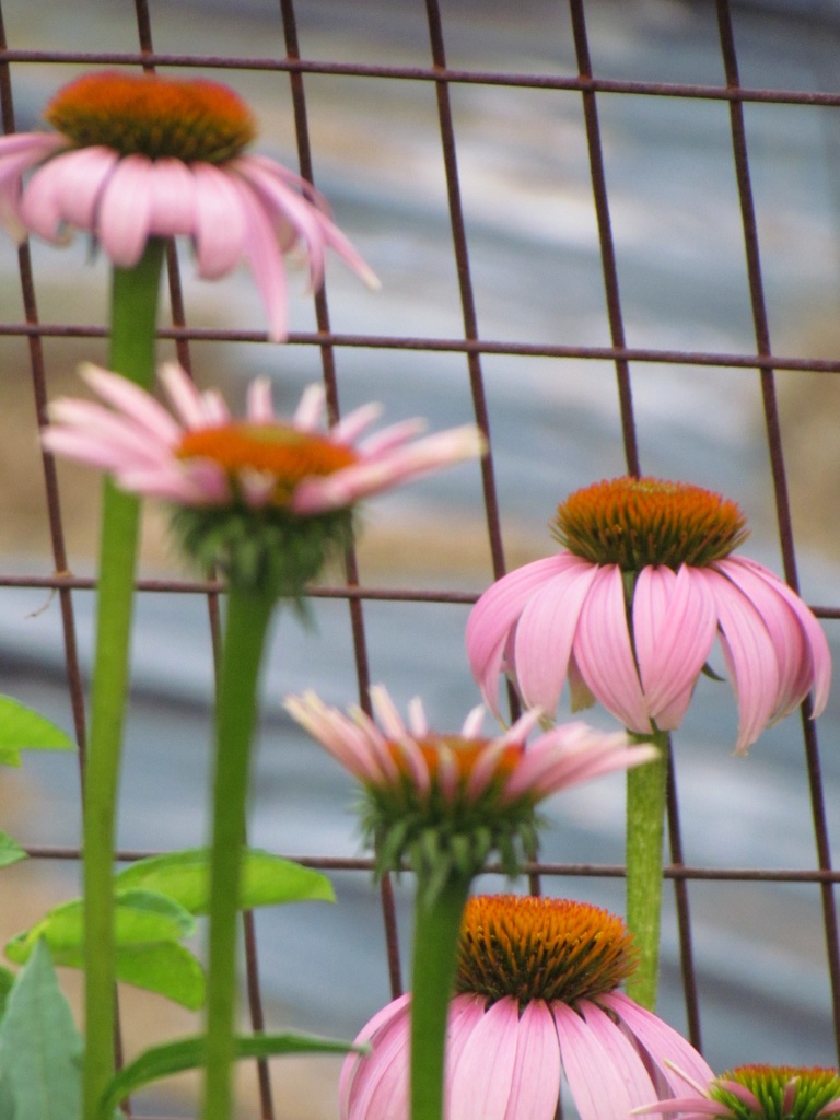 Pink Along the Fence by juletee