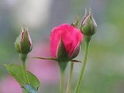 12th Jun 2012 - Rose with Buds