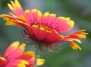 13th Jun 2012 - Garden Flower