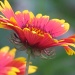 Garden Flower by juletee