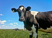 19th Jun 2012 - Cow