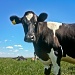 Cow by bradsworld
