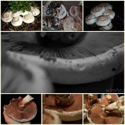 19th Jun 2012 - mushrooms collage