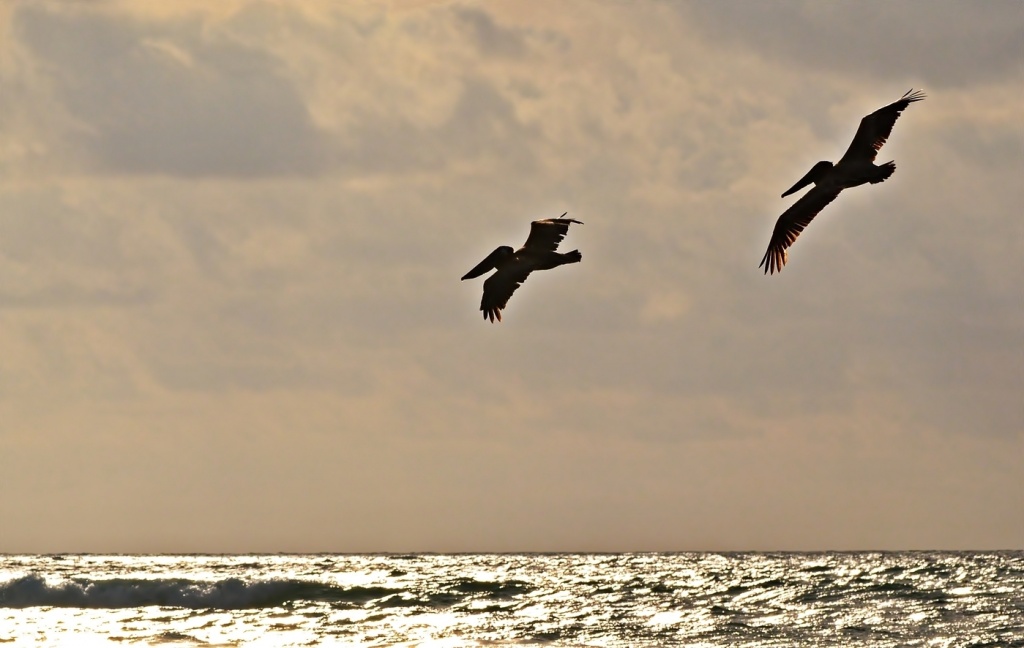Two pelicans and a Nikon by soboy5