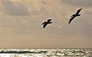 20th Jun 2012 - Two pelicans and a Nikon