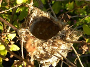 20th Jun 2012 - Brown Honeyeater Nest