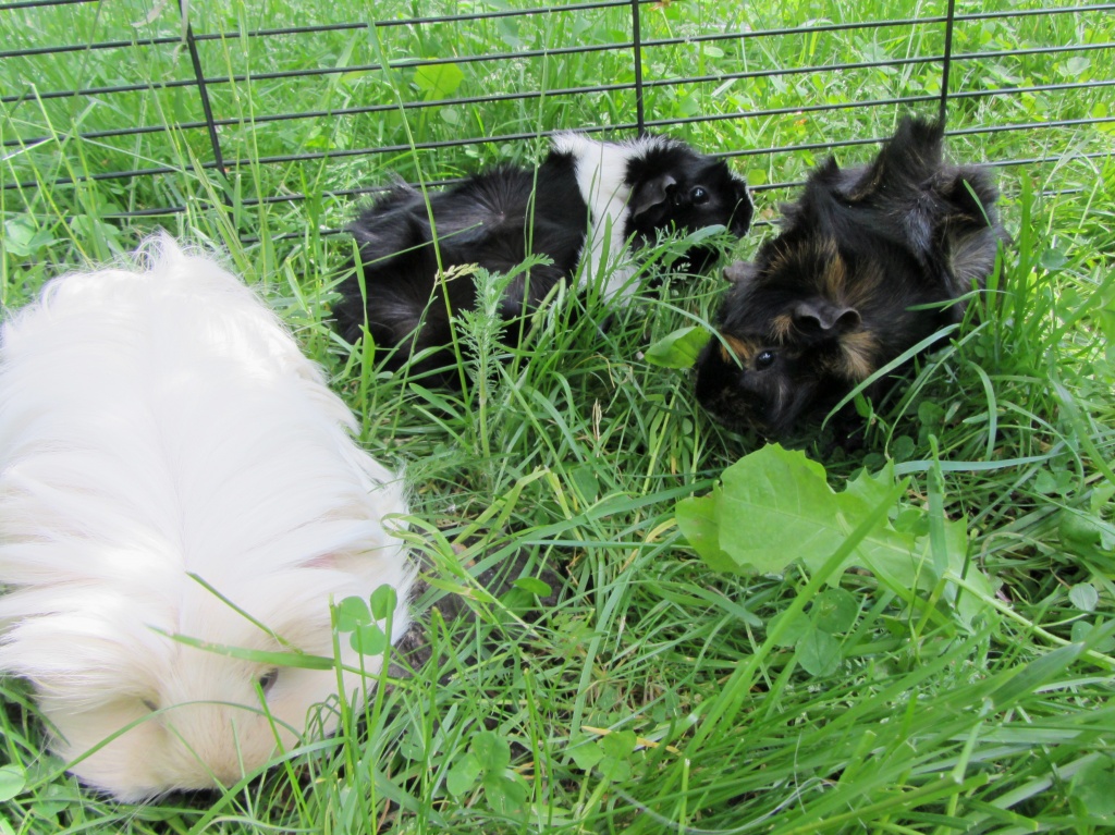 Guinea pigs visiting by annelis