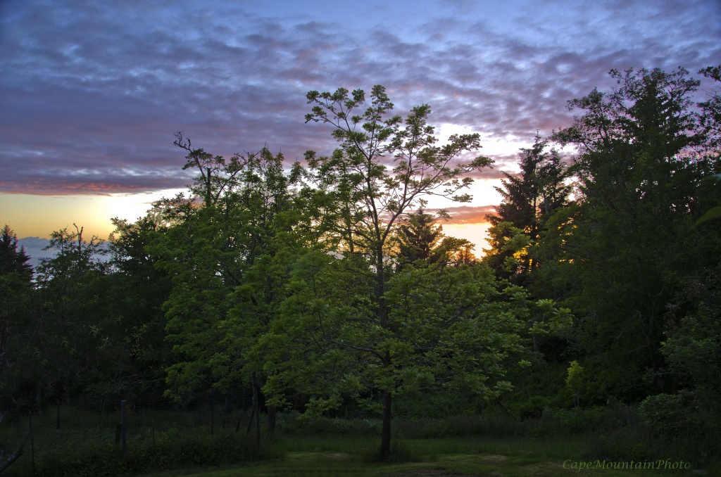 Sunset Through the Butternut Tree by jgpittenger